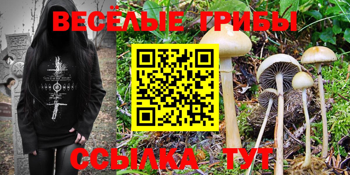 Камышлов  Псилоцибиновые грибы мухоморы  Вход с VPN 