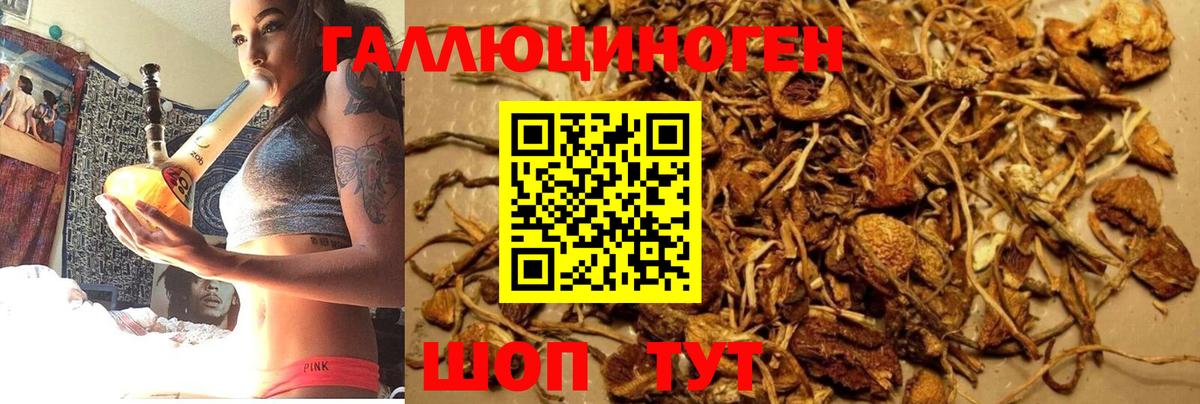 Псилоцибиновые грибы Psilocybe Камышлов
